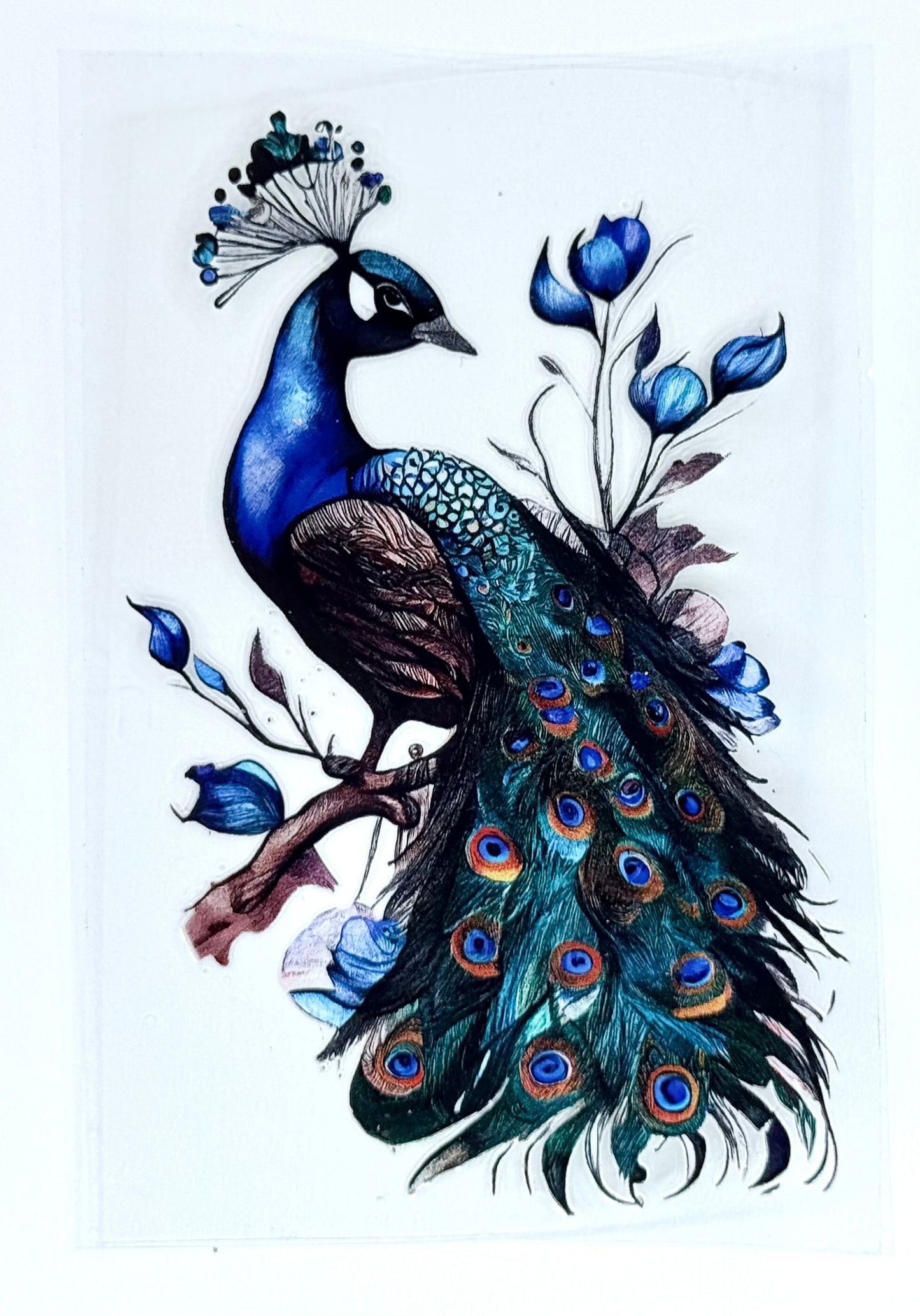 Peacock